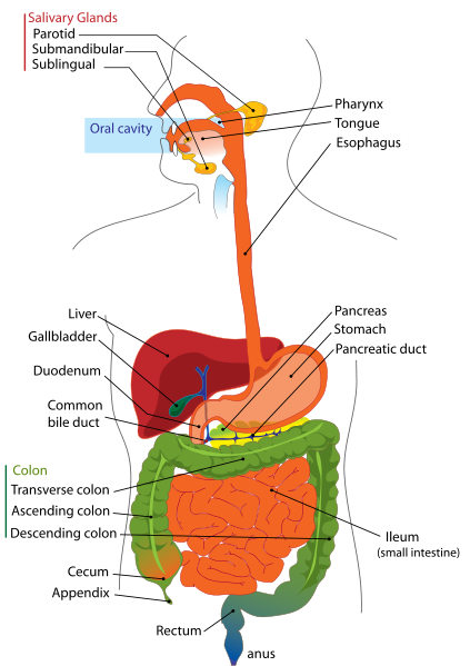 Protein Digestion Chart