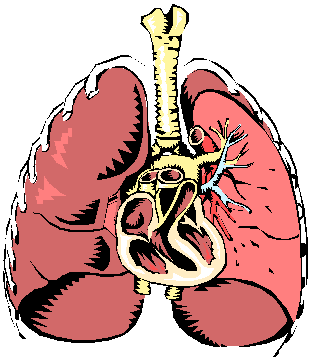 What is the process of breathing called?