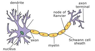 symptome most cancers du genou