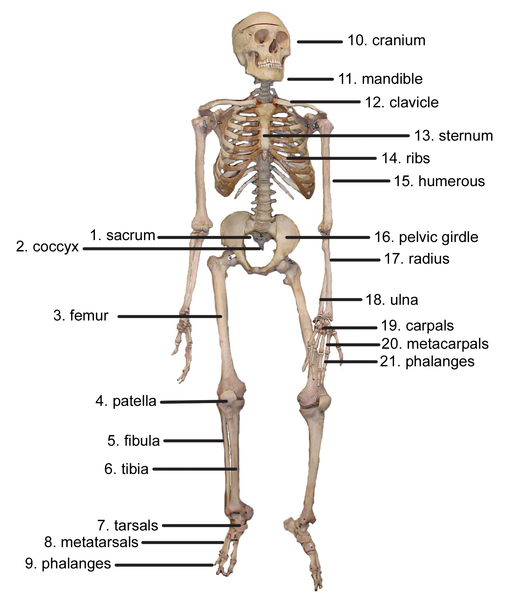 Human Skeleton Bones Chart