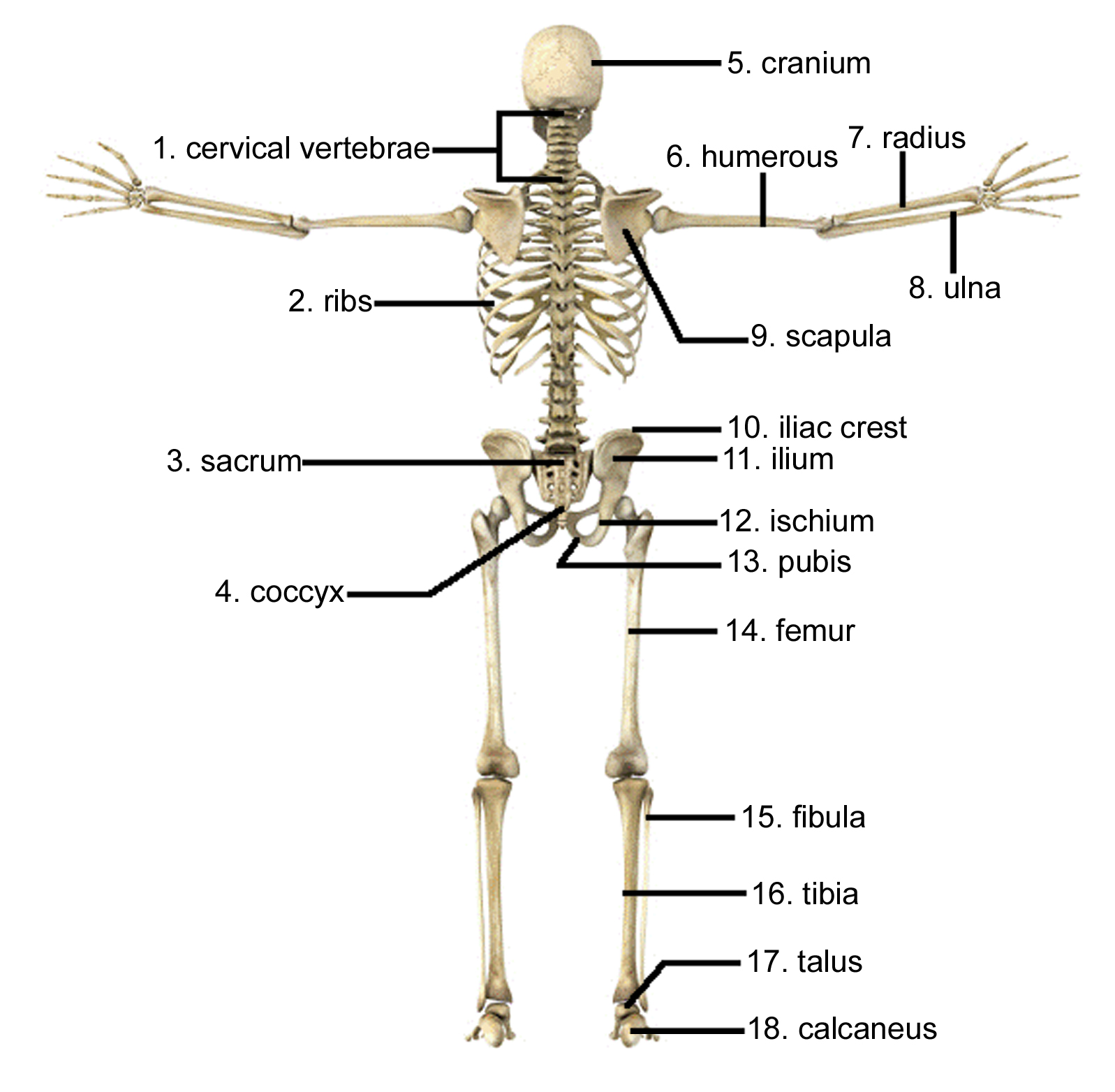 Bone Structure Chart