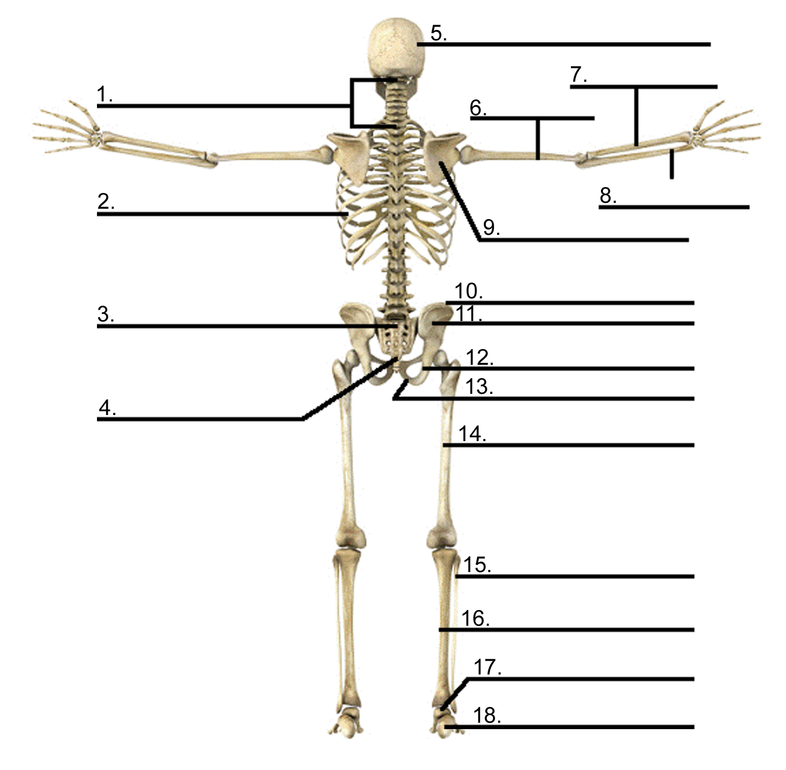 Skeleton Bone Chart